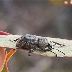 Polyphrades paganus (A weevil) at Bungendore, NSW - 11 Oct 2024 by clarehoneydove