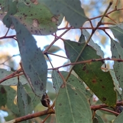 Gonipterus sp. (genus) at Bungendore, NSW - suppressed