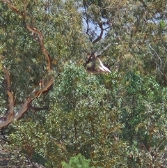 Lophochroa leadbeateri mollis (Pink Cockatoo) at Hugh, NT - 18 Oct 2024 by atticus