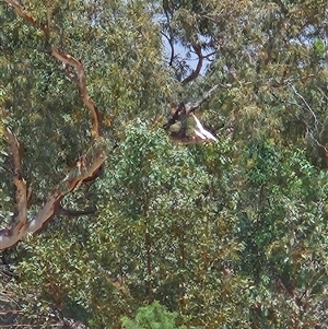 Lophochroa leadbeateri at Hugh, NT - 18 Oct 2024