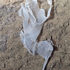 Unverified Monitor or Gecko at Hugh, NT - 18 Oct 2024 by atticus