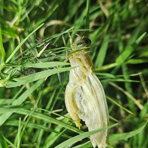 Unidentified Dragonfly or Damselfly (Odonata) at Hugh, NT by atticus