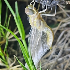 Anisoptera (suborder) (Unidentified dragonfly) at Hugh, NT - 18 Oct 2024 by atticus