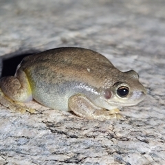 Unidentified Frog at Hugh, NT - 18 Oct 2024 by atticus