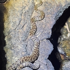 Antaresia childreni (Children's Python) at Hugh, NT - 18 Oct 2024 by atticus