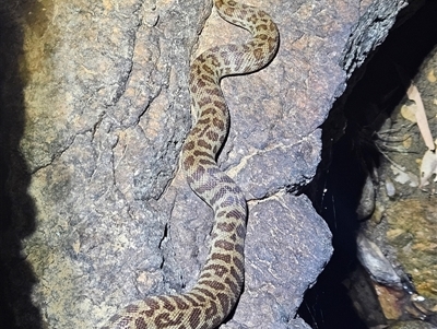 Antaresia childreni (Children's Python) at Hugh, NT - 18 Oct 2024 by atticus