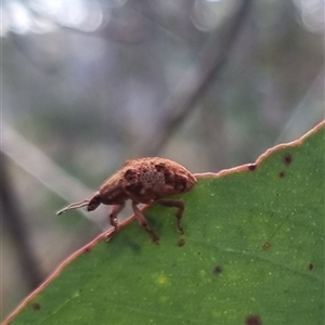 Gonipterus sp. (genus) at Bungendore, NSW - suppressed