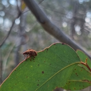 Gonipterus sp. (genus) at Bungendore, NSW - suppressed