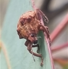 Gonipterus sp. (genus) at Bungendore, NSW - suppressed