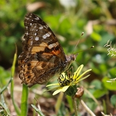 Vanessa kershawi (Australian Painted Lady) at Kambah, ACT - 19 Oct 2024 by RodDeb