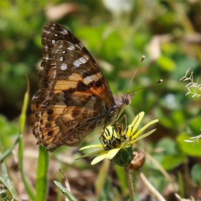 Vanessa kershawi (Australian Painted Lady) at Kambah, ACT - 19 Oct 2024 by RodDeb