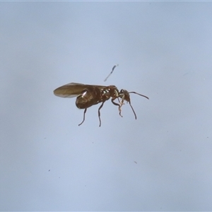 Formicidae (family) at Macarthur, ACT - 19 Oct 2024 12:24 PM