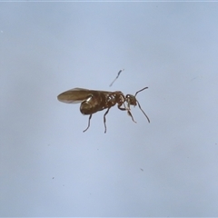 Formicidae (family) at Macarthur, ACT - 19 Oct 2024 12:24 PM