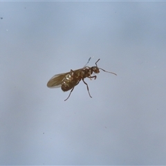 Formicidae (family) at Macarthur, ACT - 19 Oct 2024 12:24 PM