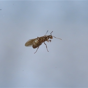 Formicidae (family) at Macarthur, ACT - 19 Oct 2024 12:24 PM