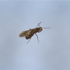 Formicidae (family) at Macarthur, ACT - 19 Oct 2024 12:24 PM