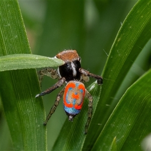 Maratus pavonis at Murrumbateman, NSW - 19 Oct 2024