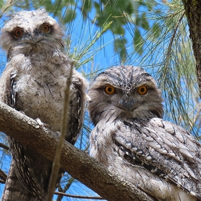 Podargus strigoides (Tawny Frogmouth) at Kambah, ACT - 19 Oct 2024 by RodDeb