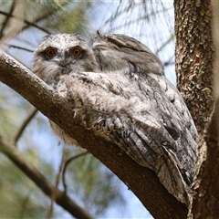 Podargus strigoides at Kambah, ACT - 19 Oct 2024