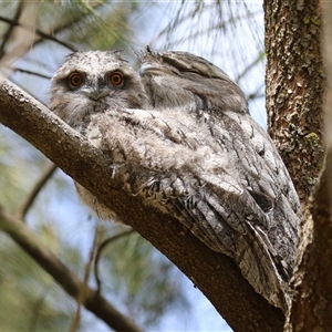 Podargus strigoides at Kambah, ACT - 19 Oct 2024