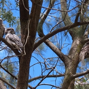 Podargus strigoides at Kambah, ACT - 19 Oct 2024