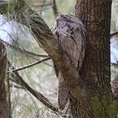 Podargus strigoides at Kambah, ACT - 19 Oct 2024