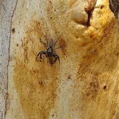 Helpis sp. (genus) (Unidentified Bronze Jumping Spider) at Monga, NSW - 17 Oct 2024 by clarehoneydove