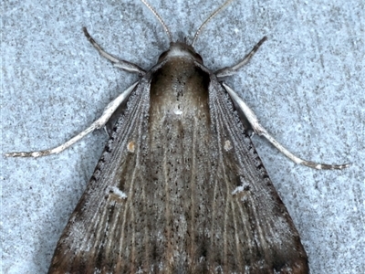 Tathorhynchus fallax (Australian Alfalfa Moth) at Rosedale, NSW - 18 Oct 2024 by jb2602