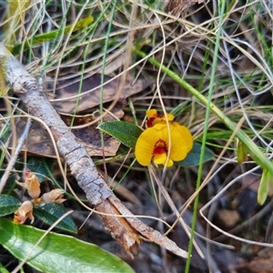 Mirbelia platylobioides at Monga, NSW - 17 Oct 2024