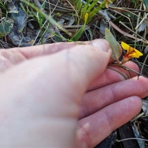 Mirbelia platylobioides at Monga, NSW - 17 Oct 2024