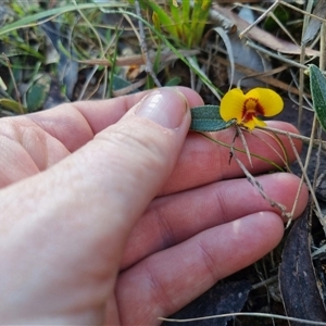 Mirbelia platylobioides at Monga, NSW - 17 Oct 2024