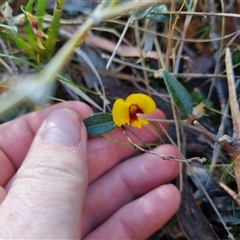 Mirbelia platylobioides at Monga, NSW - 17 Oct 2024