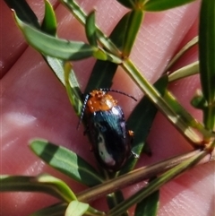 Lamprolina (genus) (Pittosporum leaf beetle) at Monga, NSW - 17 Oct 2024 by clarehoneydove