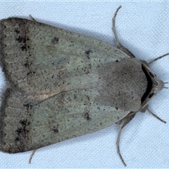 Pantydia sparsa (Noctuid Moth) at Rosedale, NSW - 18 Oct 2024 by jb2602