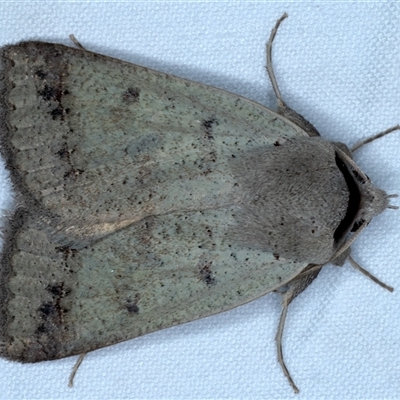 Pantydia sparsa (Noctuid Moth) at Rosedale, NSW - 18 Oct 2024 by jb2602