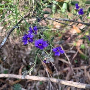 Dampiera lanceolata at Burrinjuck, NSW - 19 Oct 2024