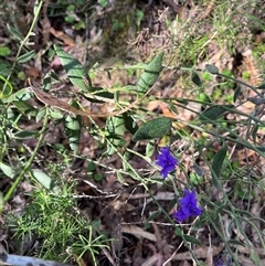 Dampiera lanceolata at Burrinjuck, NSW - 19 Oct 2024