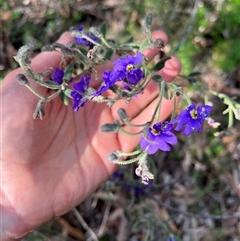 Dampiera lanceolata at Burrinjuck, NSW - 19 Oct 2024