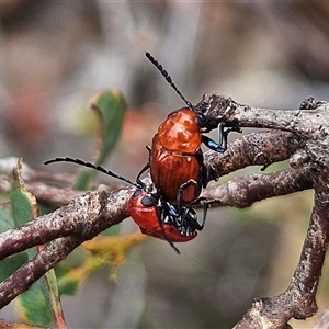 Aporocera (Aporocera) haematodes at Bombay, NSW - 19 Oct 2024