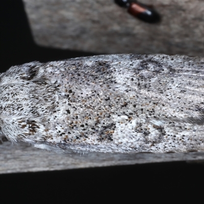 Cryptophasa irrorata (A Gelechioid moth (Xyloryctidae)) at Rosedale, NSW - 18 Oct 2024 by jb2602