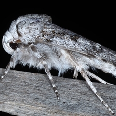 Cryptophasa irrorata at Rosedale, NSW - 18 Oct 2024