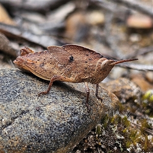 Goniaea australasiae at Bombay, NSW - 19 Oct 2024