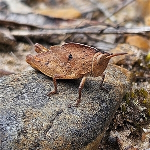 Goniaea australasiae at Bombay, NSW - 19 Oct 2024 12:02 PM