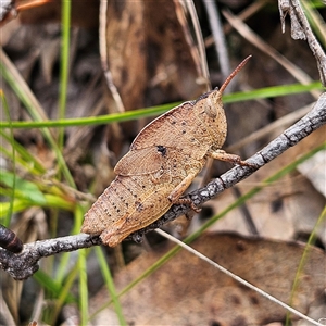 Goniaea australasiae at Bombay, NSW - 19 Oct 2024