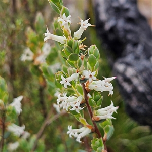 Brachyloma daphnoides at Bombay, NSW - 19 Oct 2024