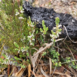 Brachyloma daphnoides at Bombay, NSW - 19 Oct 2024