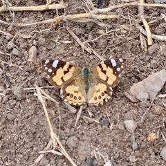 Vanessa kershawi (Australian Painted Lady) at Braidwood, NSW - 19 Oct 2024 by MatthewFrawley