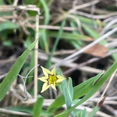 Sisyrinchium rosulatum (Scourweed) at Bendoura, NSW - 19 Oct 2024 by JaneR