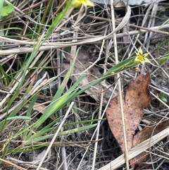 Sisyrinchium rosulatum at Bendoura, NSW - 19 Oct 2024