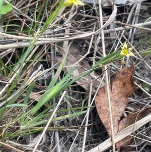 Sisyrinchium rosulatum at Bendoura, NSW - 19 Oct 2024